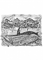 Orca - Black & White